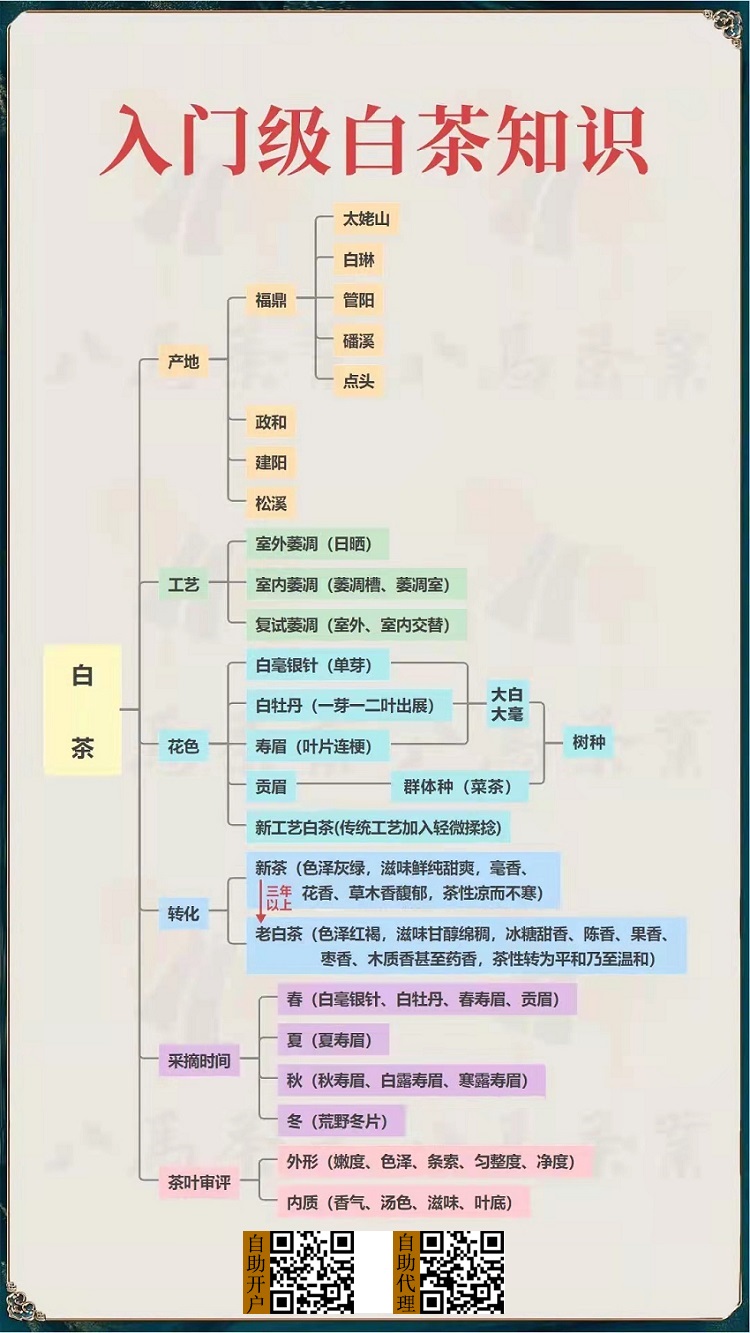 盛通四方白茶知识入门